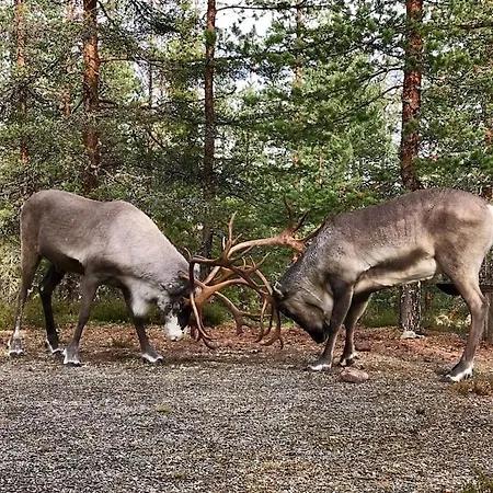 Oitola I Parking I Sauna I Wifi I I Rural I Forest I Ideal For Aurora Spotting 别墅