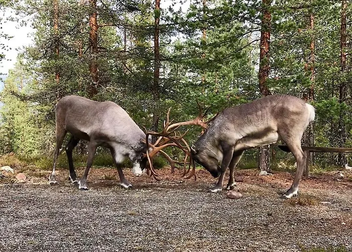 Oitola I Parking I Sauna I Wifi I I Rural I Forest I Ideal For Aurora Spotting Villa